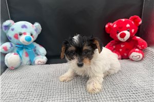 Nonnie - puppy for sale