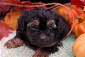 Valerie - Yorkiepoo - Yorkie Poo for sale
