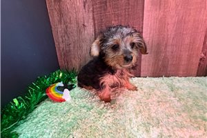 Naomi - Yorkiepoo - Yorkie Poo for sale