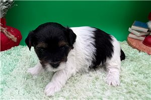 Trip - Yorkiepoo - Yorkie Poo for sale