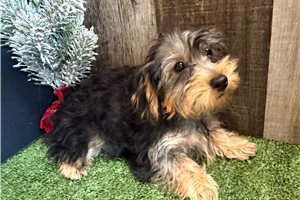 Nelly - puppy for sale