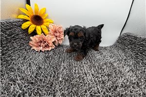 Princess - Yorkiepoo - Yorkie Poo for sale