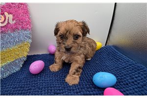 Spurlock - Yorkiepoo - Yorkie Poo for sale