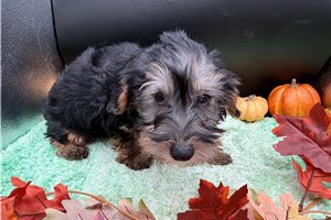Nedd - puppy for sale
