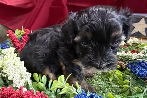Virgil - Yorkiepoo - Yorkie Poo for sale