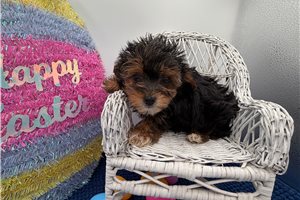 Vana - Yorkiepoo - Yorkie Poo for sale