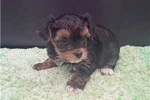 Vana - Yorkiepoo - Yorkie Poo for sale