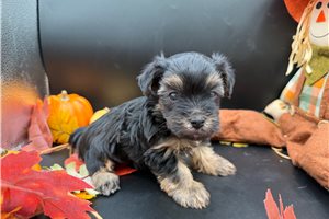 Vegas - Yorkiepoo for sale