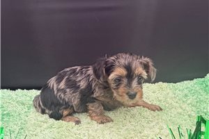 Vicki - Yorkiepoo - Yorkie Poo for sale
