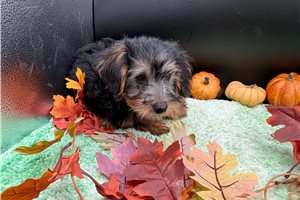 Noah - puppy for sale
