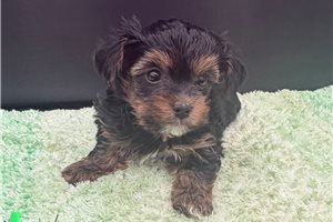 Victor - Yorkiepoo - Yorkie Poo for sale