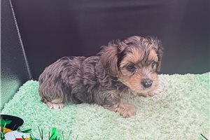Vince - Yorkiepoo - Yorkie Poo for sale