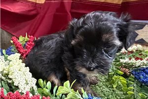 Virgil - Yorkiepoo - Yorkie Poo for sale