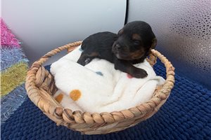 Princess - Yorkiepoo - Yorkie Poo for sale