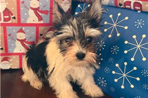 Tilly - Yorkshire Terrier - Yorkie for sale
