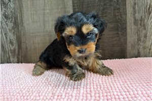 Tina - Yorkshire Terrier - Yorkie for sale