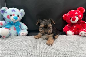 Timmy - Yorkshire Terrier - Yorkie for sale