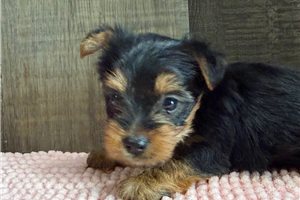Nancy - Yorkshire Terrier - Yorkie for sale