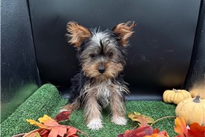 Tony - Yorkshire Terrier - Yorkie for sale