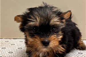 Isabel - Yorkshire Terrier - Yorkie for sale