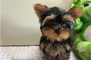 Tyler - Yorkshire Terrier - Yorkie for sale