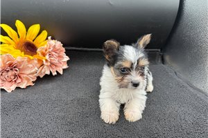 Tina - puppy for sale