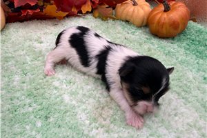 Ty - puppy for sale