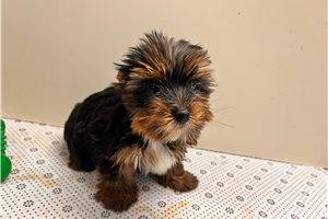Toby - Yorkshire Terrier - Yorkie for sale