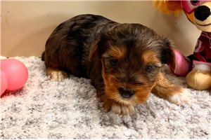Taffy - puppy for sale