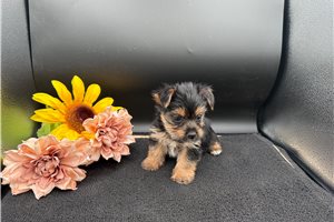 Tippy - puppy for sale