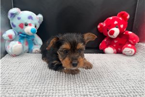 Trevor - Yorkshire Terrier - Yorkie for sale