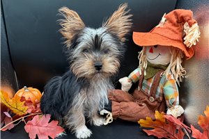 Tony - Yorkie for sale
