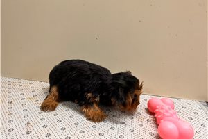 Tiffany - puppy for sale