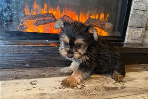 Tosha - Yorkshire Terrier - Yorkie for sale