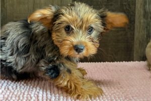 Nala - Yorkshire Terrier - Yorkie for sale