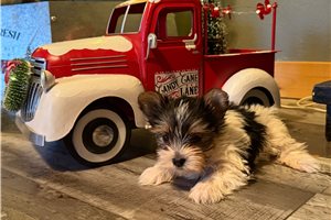 Tally - Yorkshire Terrier - Yorkie for sale