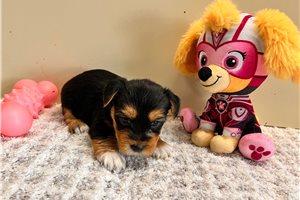Tina - Yorkshire Terrier - Yorkie for sale
