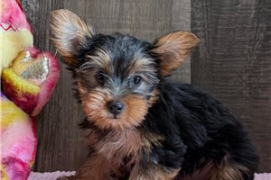 Nancy - Yorkshire Terrier - Yorkie for sale