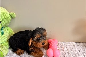 Tasha - puppy for sale