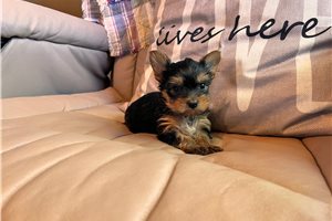 Ila - Yorkshire Terrier - Yorkie for sale