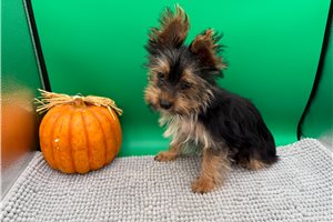 Trex - puppy for sale