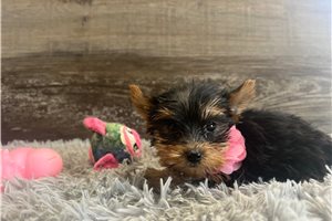 Tinkerbell - Yorkshire Terrier - Yorkie for sale