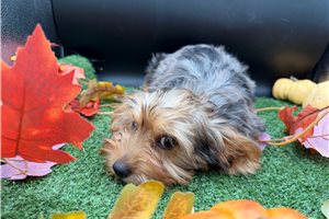 Nala - Yorkshire Terrier - Yorkie for sale