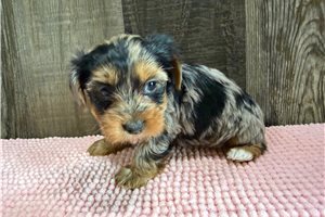 Tonya - puppy for sale