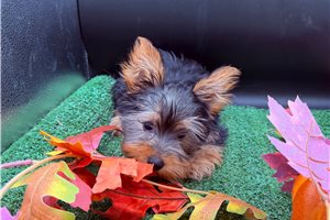 Nancy - Yorkie for sale