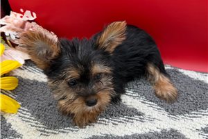 Tosha - puppy for sale