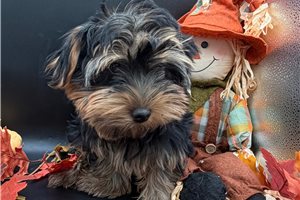 Tina - Yorkie for sale