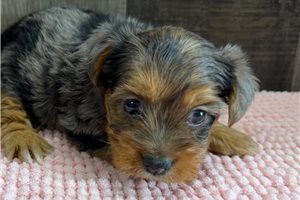 Nala - Yorkshire Terrier - Yorkie for sale