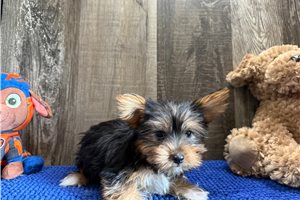 Tony - Yorkshire Terrier - Yorkie for sale