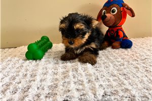 Ian - puppy for sale